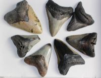 Megalodon - fossiler Haizahn - 6,8-11,1cm - 7 St�ck - Karton