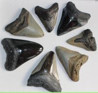 Megalodon - fossiler Haizahn - 5,9-11cm - 7 St�ck - Karton