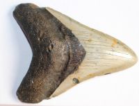 Megalodon - fossiler Haizahn - 10,5 x 9,8cm  Einzelst�ck