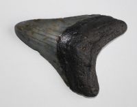 Megalodon - fossiler Haizahn - 10,4 x 9,8cm  Einzelst�ck