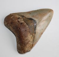 Megalodon - fossiler Haizahn - 10,3 x 9,7cm  Einzelst�ck