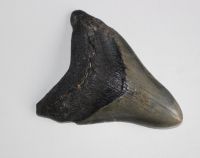Megalodon - fossiler Haizahn - 10,34x 9,7cm  Einzelst�ck