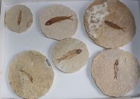 Versteinerter Fisch - USA - 6-12cm - 6 St�ck - Karton