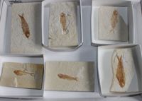 Versteinerter Fisch - USA - 8-10cm - 6 St�ck - Karton