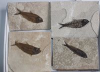 Versteinerter Fisch - USA - 13-16cm - 4 St�ck - Karton