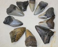 Megalodon - fossiler Haizahn - 7- 8,5cm - 10 St�ck - Karton