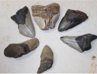 Megalodon - fossiler Haizahn - 7- 10,5cm - 6 St�ck - Karton