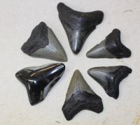 Megalodon - fossiler Haizahn - 4,5-7cm - 6 St�ck - Karton