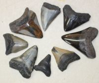 Megalodon - fossiler Haizahn - 3,5-6cm - 8 St�ck - Karton