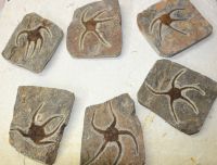 Versteinerter Schlangenstern - Ophiura - 10-11cm - 1 St�ck