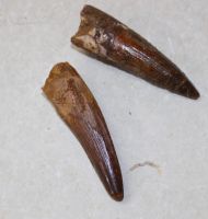 Spinosaurus - Dinosaurier Zahn - 6cm - 1 St�ck