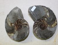 versteinerter Nautilus - Madagaskar - 11,5cm - 1 Paar