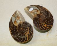 Versteinerter Nautilus - Madagaskar - 12cm - 1 Paar