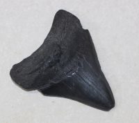 Megalodon - fossiler Haizahn - 7,5x7 cm Einzelst�ck