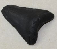 Megalodon - fossiler Haizahn - 7x6,5 cm Einzelst�ck