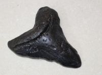Megalodon - fossiler Haizahn - 8 x 7,5cm Einzelst�ck