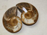 Versteinerter Nautilus - Madagaskar  9,5cm - 1 Paar