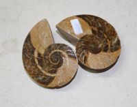 Versteinerter Nautilus - Madagaskar  8cm - 1 Paar
