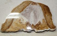 Versteinertes Holz - Palmholz  19x11cm  Scheibe - Einzelst�ck