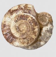 Ammonit - Madagaskar - 50x42cm - 57,1kg - Einzelst�ck