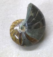 Versteinerter Nautilus - Madagaskar - 7,3cm - Einzelst�ck