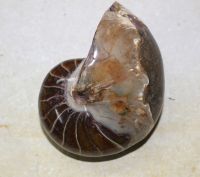 Versteinerter Nautilus - Madagaskar - 10cm - Einzelst�ck
