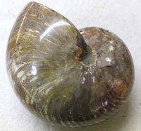Versteinerter Nautilus - Madagaskar - 17cm - Einzelst�ck