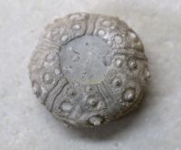 Versteinerter Seeigel - Plegiocidaris coronata - 4,5cm - Einzels
