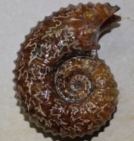 Ammonit - Douvelliceras - 11x8cm -  Einzelst�ck