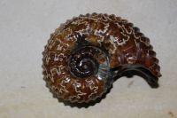 Ammonit - Douvelliceras - 12x9,5cm -  Einzelst�ck
