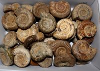 Ammonit - Perisphinctes - 4-5cm - 40 St�ck - Karton