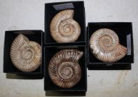 Ammonit - Perisphinctes - 6-7cm - in Geschenkbox - 1 St�ck