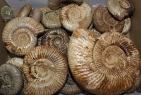 Ammonit - Perisphinctes - 6-12cm - 5 kg - Karton