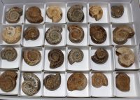 Ammonit - Perisphinctes - 3-4cm - 24 St�ck - Karton