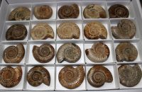 Ammonit - Perisphinctes - 6-7cm - 20 St�ck - Karton