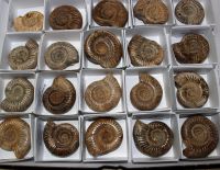 Ammonit - Perisphinctes - 4,5-5cm - 20 St�ck - Karton