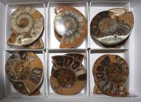 Ammonit - Madagaskar - 6-7cm - 6 Paare - Karton