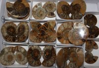 Ammonit - Madagaskar - 4-7cm - 11 Paare - Karton