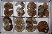 Ammonit - Madagaskar - 7-9cm - 8 Paare - Karton