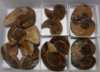 Nautilus - Madagaskar - 5-8cm - 6 Paare - Karton