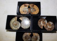 Ammonit - Paare - 4,5-5,5cm -  in Geschenkbox - 1 St�ck