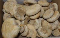 Ammonit - Perisphinctes - 5-11cm - 5kg - Karton