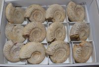 Ammonit - Perisphinctes - 5-6cm - 12 St�ck - Karton