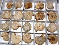 Ammonit - Perisphinctes - 4-5cm - 20 St�ck - Karton
