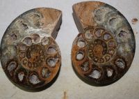Ammonit - Madagaskar - 13x10,5cm - 1 Paar - Einzelst�ck