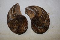 Nautilus - Madagaskar - 12x9cm - Paar - Einzelst�ck