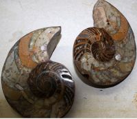 Nautilus - Madagaskar - 14x14,5cm - Paar - Einzelst�ck