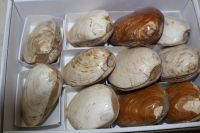 Muschel - Cardenia - Madagaskar - Karton - 12 St�ck