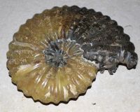 Ammonit - Madagaskar - 17x14cm - Einzelst�ck