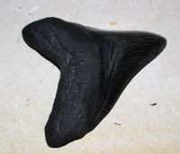Megalodon - fossiler Haizahn - 12x11,2 cm Einzelst�ck
